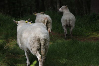 Sheep standing in a field