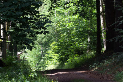 Footpath amidst trees in forest