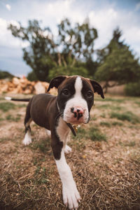 Rescued  boxer pitbull puppy  in a field. springtime wood pile curiosity personality and nature