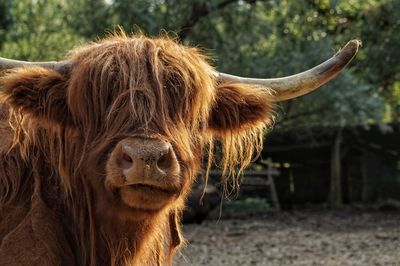 Close-up portrait of cow on field