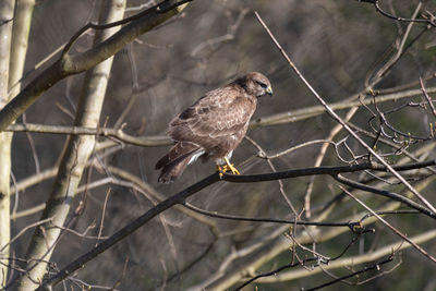 Low angle view of bird perching on branch