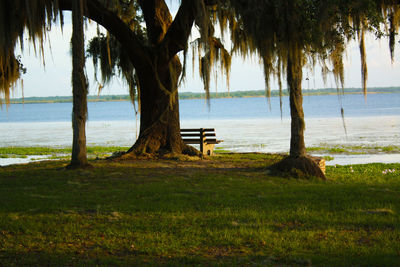 Trees growing at beach