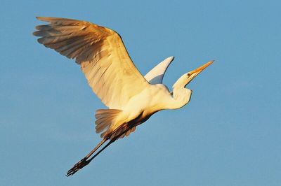 Low angle view of birds flying against blue sky