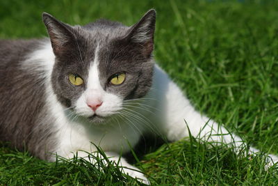 Portrait of cat on grassy field