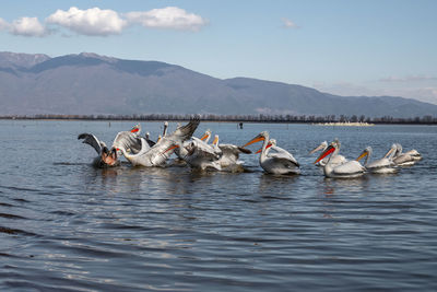 Ducks in a lake