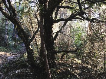 Trees in forest