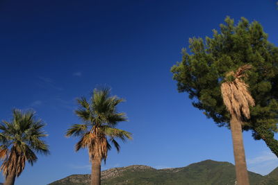 Low angle view of coconut palm trees against blue sky