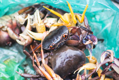 Close-up land crabs sold in the morning market of luang prabanh