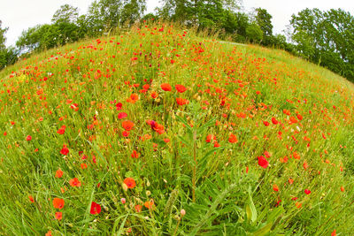 Close-up of red poppy flowers on field against sky