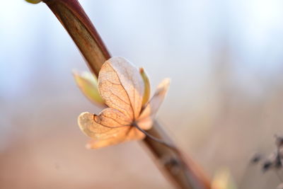 Close-up of dried plant