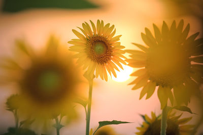 Close-up of sunflower blooming against sky