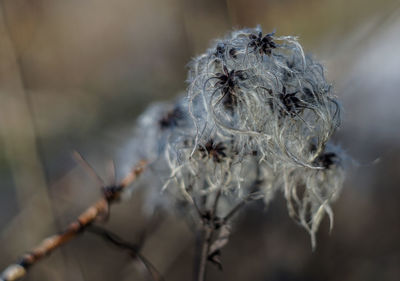 Close-up of flower plant