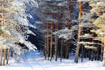 Trees on snow covered landscape