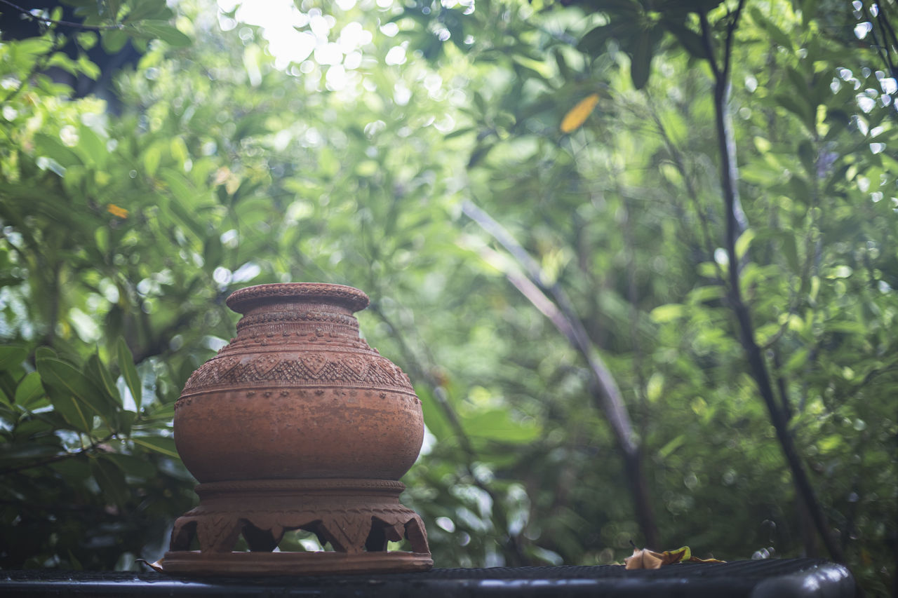 CLOSE-UP OF POT ON PLANT