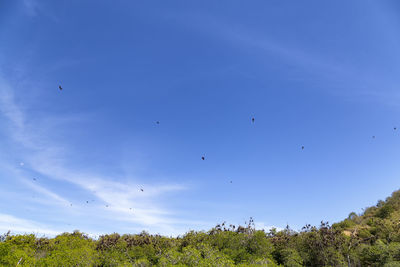 Low angle view of birds flying against blue sky