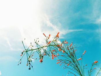 Low angle view of flowering plant against sky