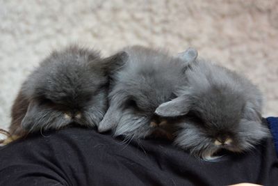 Close-up of cats sleeping