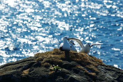 Bird against blue sky
