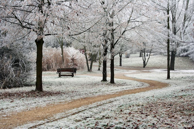 Trees in park during winter