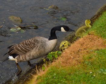 Ducks swimming on lake