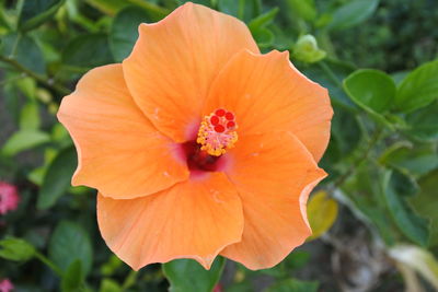 Close-up of orange hibiscus flower