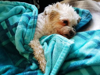 Close-up of dog sleeping