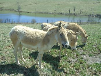 Cows standing in a field