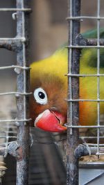 Close-up of lovebird in cage