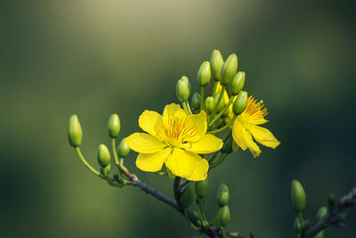 Close-up of yellow flowering plant