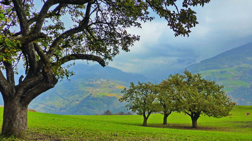 Trees on field against sky