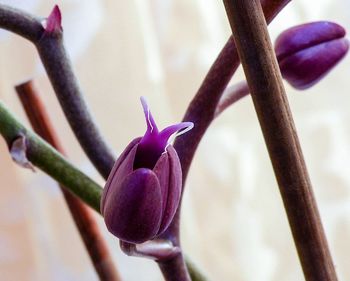 Close-up of flower blooming