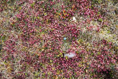 Full frame shot of plants growing on field