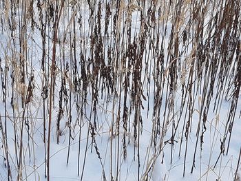 Close-up of plants during winter