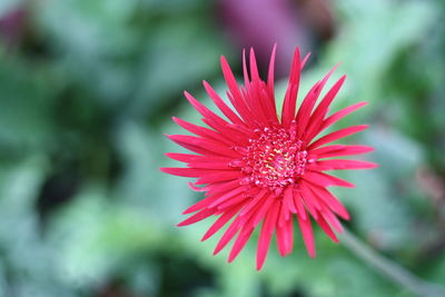 Close-up of pink flower