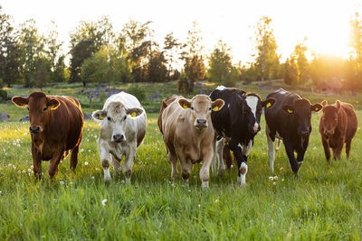 Cows in pasture at sunset