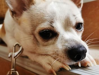 Close-up portrait of a dog