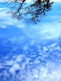 Low angle view of tree against sky
