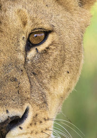 Close-up of a lion's eye