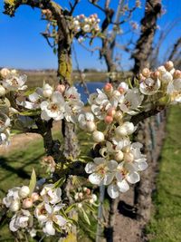 Close-up of white cherry blossom tree