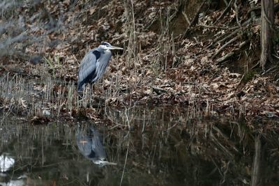 High angle view of gray heron perching on a lake