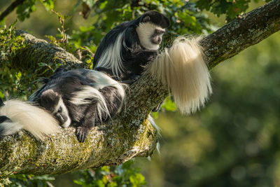 Monkeys in a tree