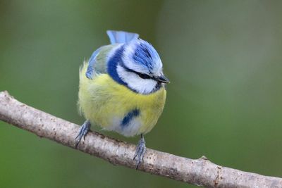 Close-up of bird perching on wall