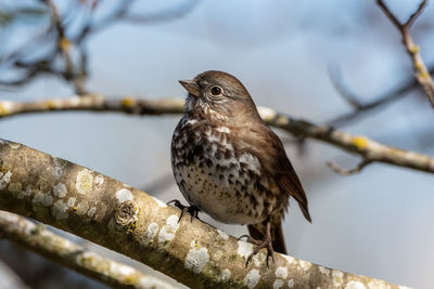 Close-up of bird perching on a tree