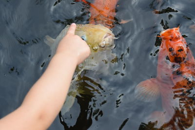 High angle view of koi carps swimming in lake