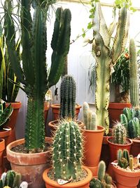 Cactus plants at home