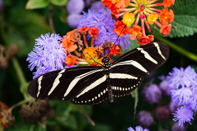 Close-up of butterfly pollinating on purple flower