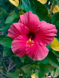 Close-up of pink hibiscus blooming outdoors