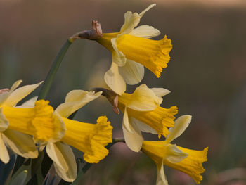 Close-up of yellow flowering plant