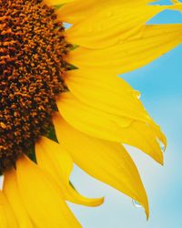 Close-up of sunflower blooming outdoors