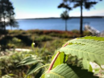 Close-up of plant growing by lake